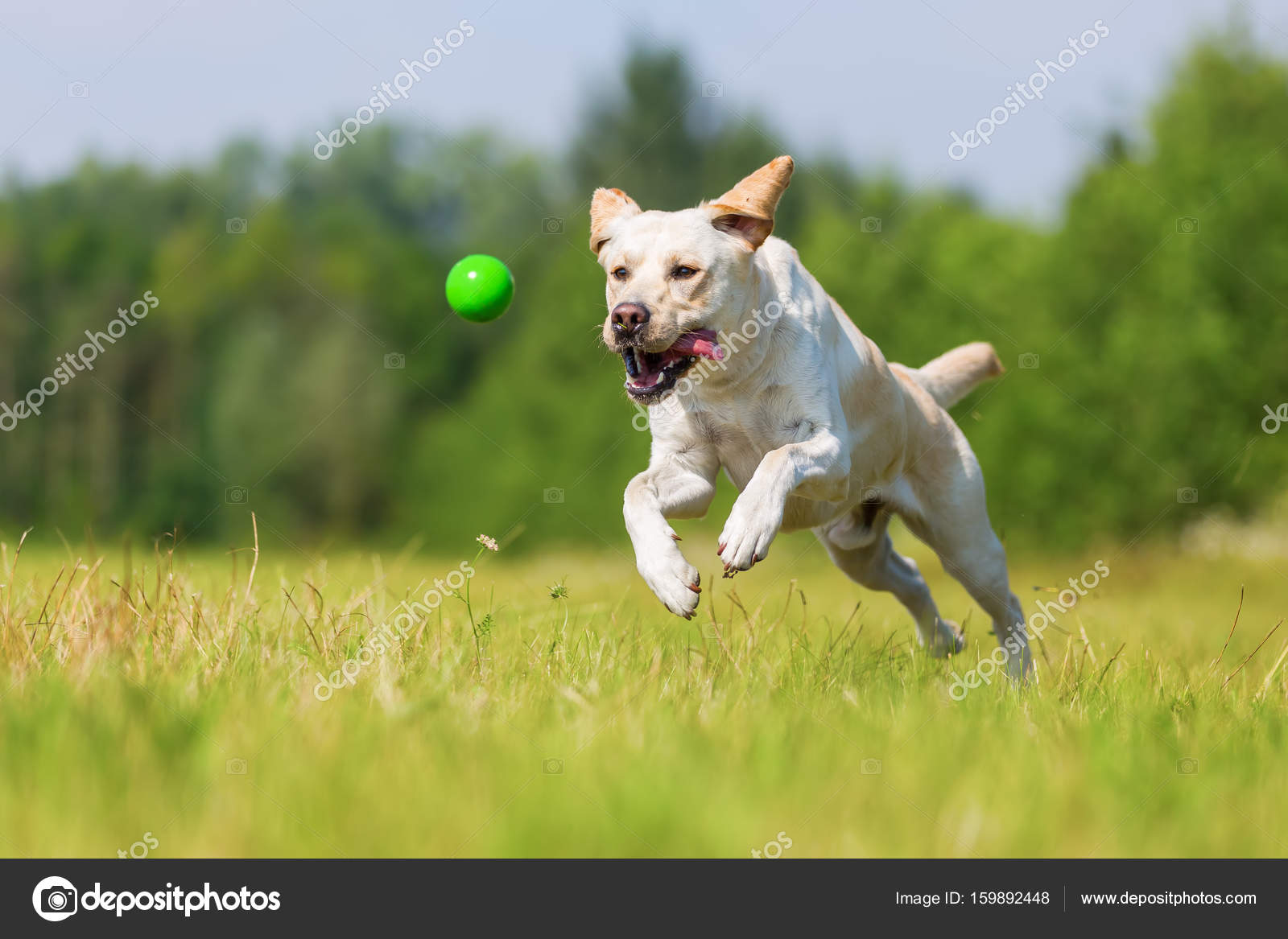 dog jumping ball