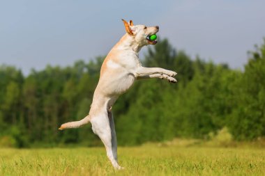 Labrador köpek bir top için atlar
