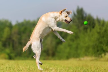 Labrador köpek bir top için atlar