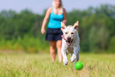çayır üzerinde bir köpekle kadın çalış