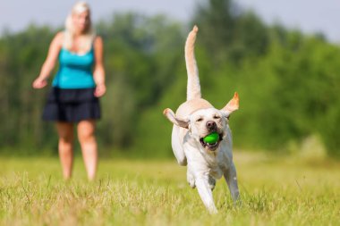 çayır üzerinde bir köpekle kadın çalış