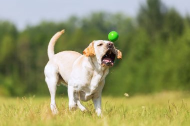 Labrador köpek bir top için çalışır