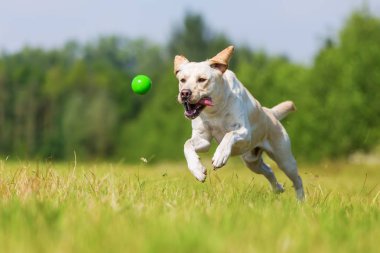 Labrador köpek bir top için atlar