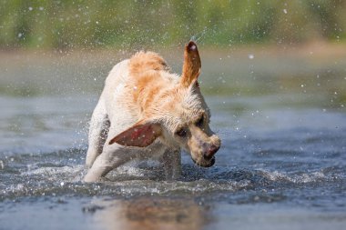 kafa sallayarak labrador köpek