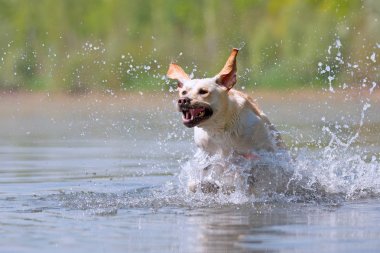 Labrador köpek su ile çalışır
