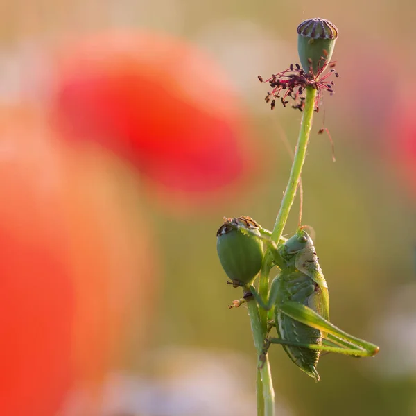 Kobylka na vybledlé makový květ — Stock fotografie