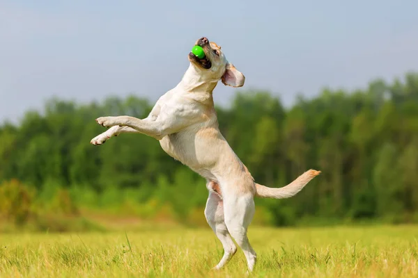 Anjing labrador melompat untuk bola — Stok Foto