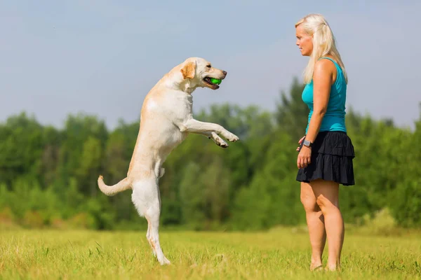 Wanita bermain dengan anjing di padang rumput — Stok Foto