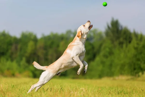 Labrador cão salta para uma bola — Fotografia de Stock