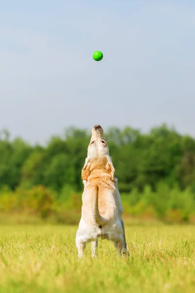 Perro labrador salta por una pelota — Foto de Stock