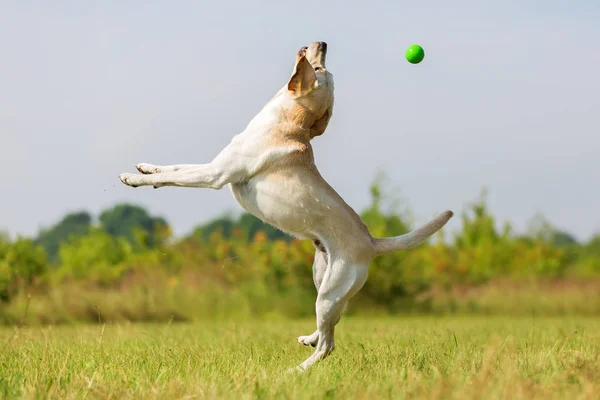 Labrador cão salta para uma bola — Fotografia de Stock