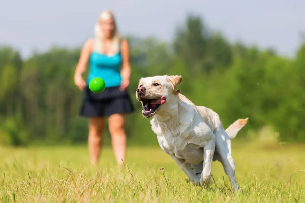 Mujer juega con un perro en el prado —  Fotos de Stock