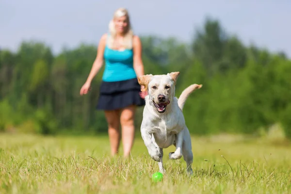 Femme joue avec un chien sur la prairie — Photo