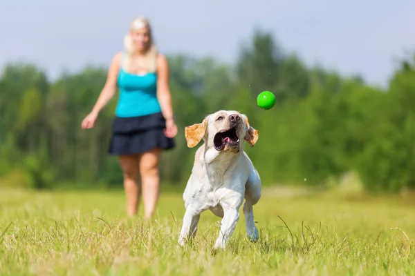 Mujer juega con un perro en el prado — Foto de Stock