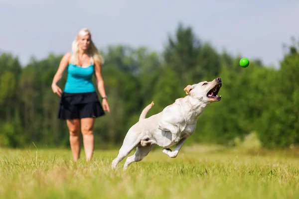 Mujer juega con un perro en el prado —  Fotos de Stock