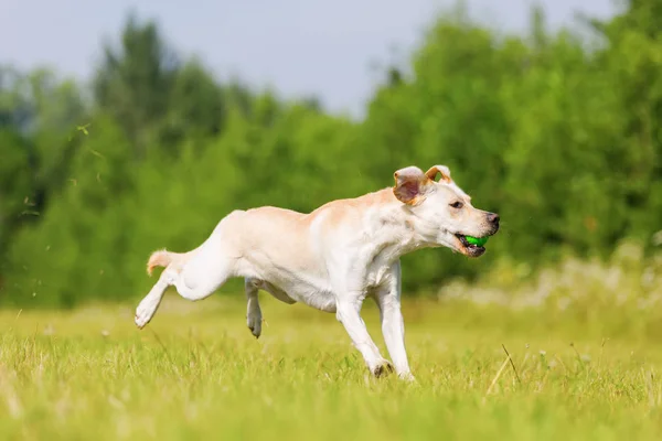 Labrador cão salta para uma bola — Fotografia de Stock