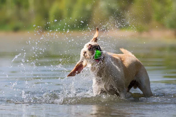 Σκυλί λαμπραντόρ κουνώντας το κεφάλι του — Φωτογραφία Αρχείου