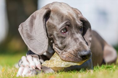 Danua köpek domuz kulak kemikleri