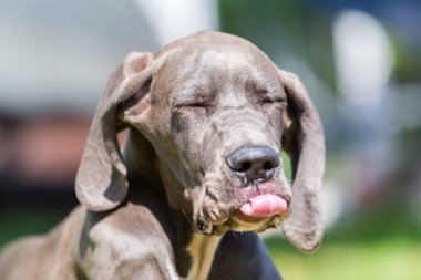 dilini Danua köpek yavrusu sopalarla