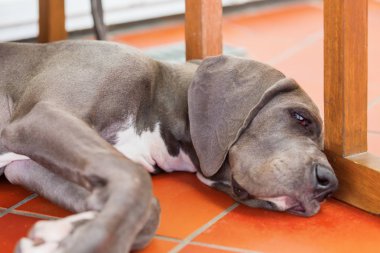 Danua köpek yere yatıyor