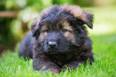 eski bir Alman çoban köpek yavrusu portresi