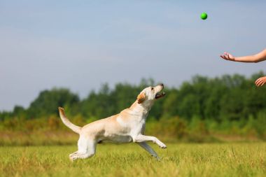 Olgun kadın bir labrador ile açık havada çalış