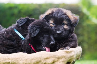 sepet içinde eski Alman kurdu yavruları