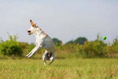 Labrador atlar bir top
