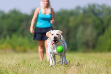 Olgun kadın bir labrador ile açık havada çalış