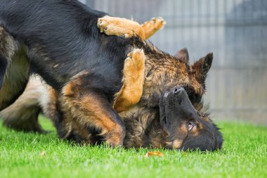 eski Alman çoban köpekleri kavga
