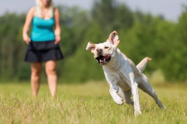Olgun kadın bir labrador ile açık havada çalış