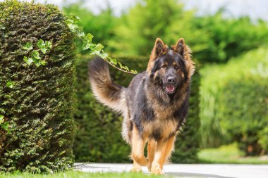 eski Alman çoban bir teras üzerinde yürüyor