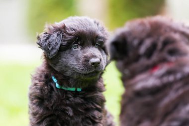 iki eski Alman kurdu yavruları
