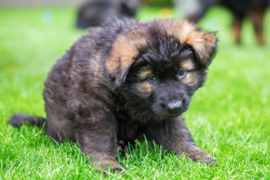 eski bir Alman çoban köpek yavrusu portresi