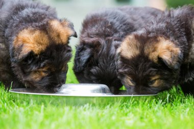 eski Alman kurdu yavru besleme Bowl