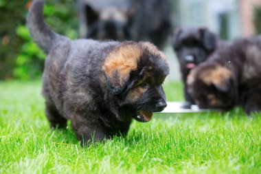 eski Alman çoban köpek yavrusu'nın bahçesinde