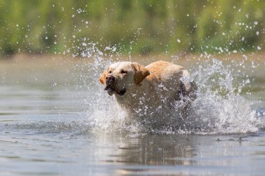 Labrador bir gölde çalışır