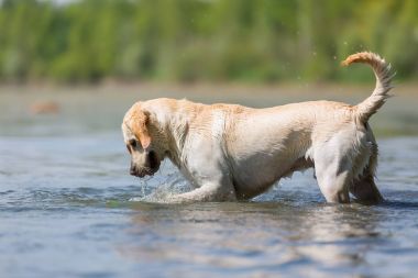 Labrador bir gölde çalış
