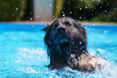 eski Alman çoban köpeği bir havuzda yüzüyor