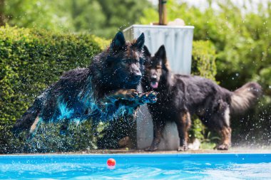 eski Alman çoban köpeği bir havuzda atlar