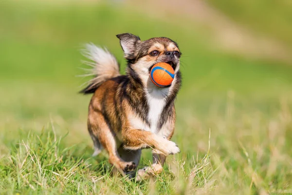 Chihuahua-pekinese híbrido corre en el prado —  Fotos de Stock