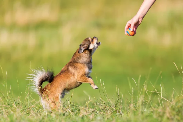 Chihuahua-pekinese hybrid hoppar för en boll — Stockfoto