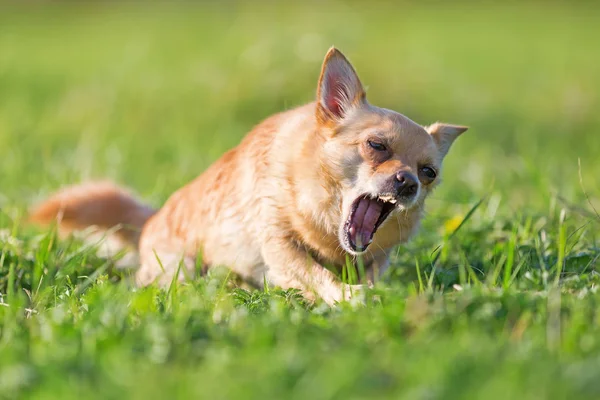 Chihuahua se trouve sur la prairie et les écorces — Photo