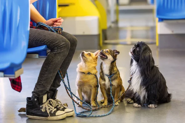 Женщина сидит с тремя собаками в трамвае — стоковое фото
