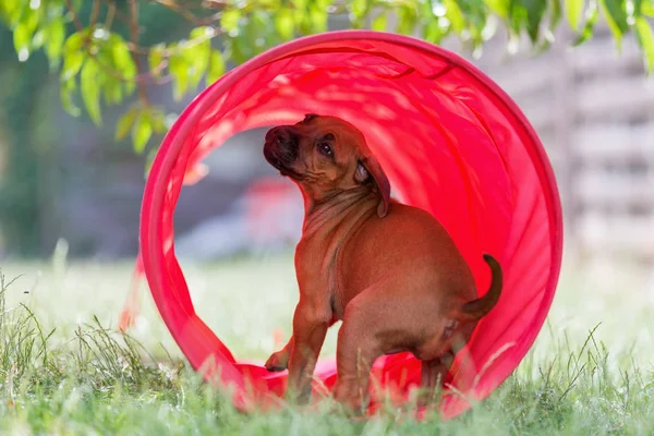 Rhodesian ridgeback kiskutya játék alagútban — Stock Fotó