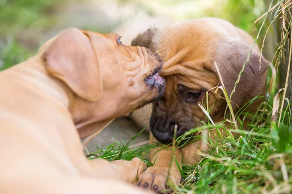 Rodezya ridgeback kukla çayır üzerinde