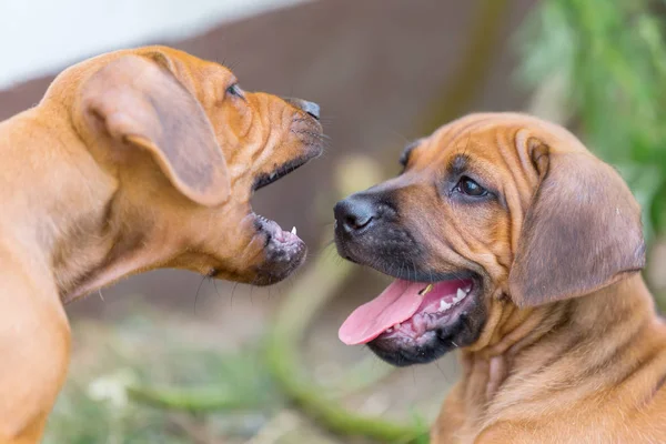 野外で遊ぶ 2 つのローデシアン ・ リッジバックの子犬 — ストック写真