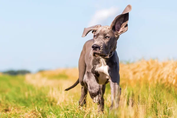 Gran cachorro danés corre por un camino de campo — Foto de Stock