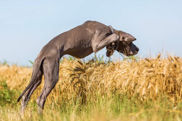 Grande dinamarquês filhote de cachorro salta em um campo de milho — Fotografia de Stock