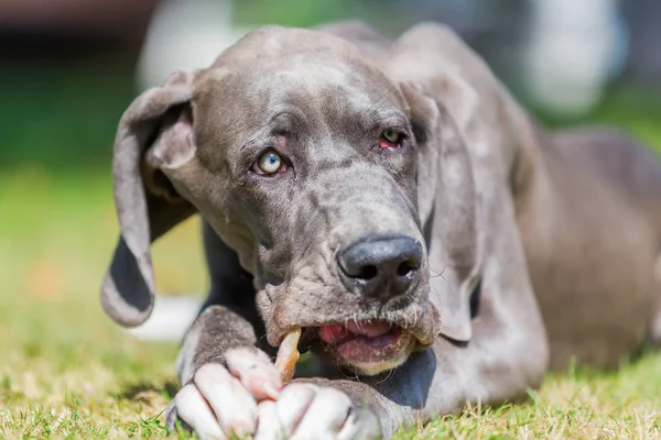 Német dog kiskutya rág-on egy disznó fülét — Stock Fotó